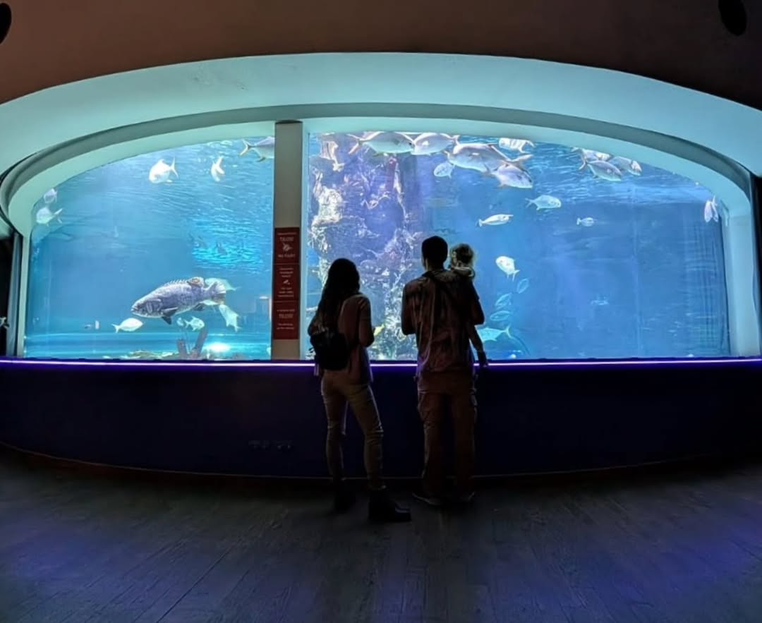 🦈🐟🐠🦀🪸
#koszonom #feldobox #tropicariumbudapest #családimóka @feldobox
